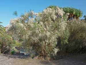 Rotem broom plant Retama-raetam (photo: James Steakley)